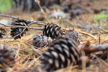 Pine cones lie in the forest close up.