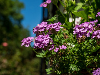 OLYMPUS DIGITAL CAMERA - SUNNY GARDEN