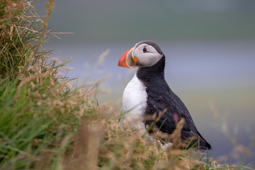 Puffin in Dyrhólaey in Iceland
