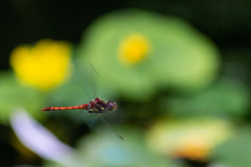 Blutrote Heidelibelle im Flug über einem Teich auf Beutesuche (Fliegen, Kleinlibellen und andere...