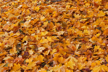 Colorful and bright background made of fallen autumn leaves