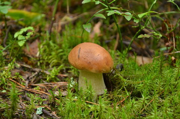 Cep , белый гриб