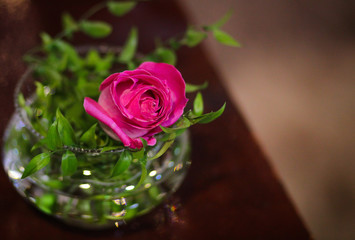 cartão com flor, linda rosa.