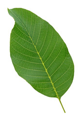 Obraz premium Walnut leaf isolated on a white background, top view.