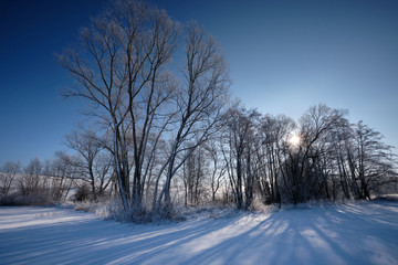 Beautiful morning scenery with a snow covered landscape and the sun rising behind some bare trees.