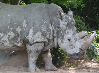 The white rhinoceros or square-lipped rhinoceros is the largest extant species of rhinoceros.  It has a wide mouth used for grazing and is the most social of all rhino species © Daniel Meunier