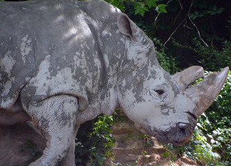 The white rhinoceros or square-lipped rhinoceros is the largest extant species of rhinoceros.  It has a wide mouth used for grazing and is the most social of all rhino species © Daniel Meunier