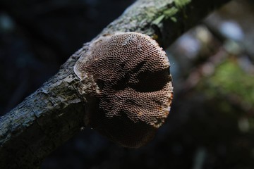 Porous brown mushroom united to the trunk of a tree.