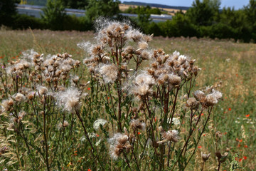 Fototapeta premium Dry seeds from flowers fly in the wind