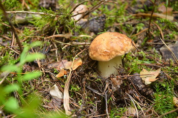 Cep , белый гриб