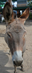 The Poitou donkey or Poitou ass (French: Baudet du Poitou), also called the Poitevin donkey, is a...