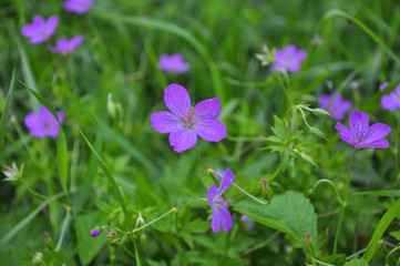 Fototapeta premium Bloom in nature geranium