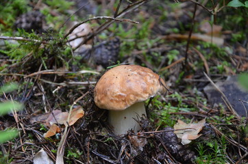 Cep , белый гриб