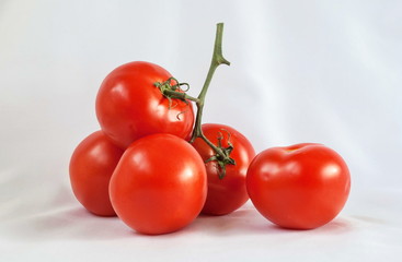 Bright red ripe tomatoes on  branch