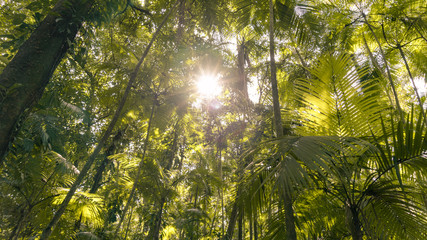 Obraz premium sun in the forest