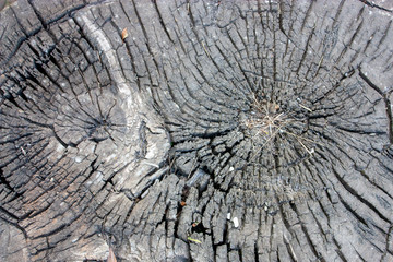Drank old wood closeup. Annual rings on a stump, top view. Cracks and damage on a cut of a stump from an old tree.