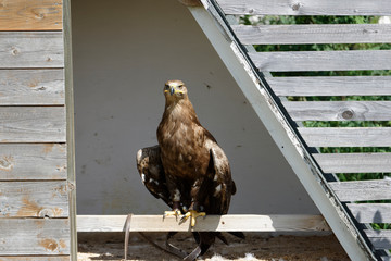 Falconry Harz,Güntersberge,Saxony Anhalt,Germany.