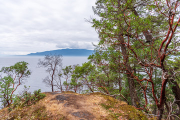 View at Mountain Trail in British Columbia, Canada. Forest Background.
