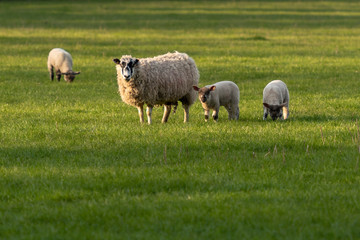 Fototapeta premium UK, Bunny Hill Top, June 2019 - Ewe and Lambs standing in a green field