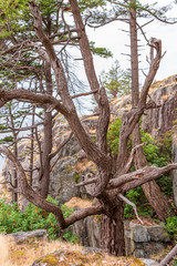 View at Mountain Trail in British Columbia, Canada. Forest Background.