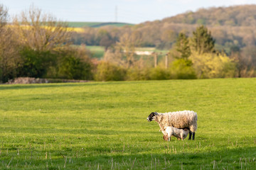 UK, Bunny Hill Top, June 2019 - Ewe and Lambs standing in a green field