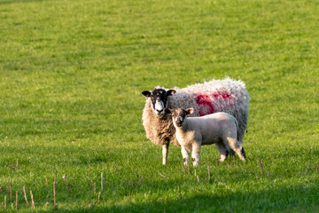 UK, Bunny Hill Top, June 2019 - Ewe and Lambs standing in a green field