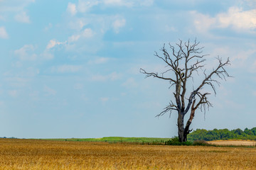 Rural landscape of agricultural field with lone standing tree ruined with lightning strike. Copy space for text.