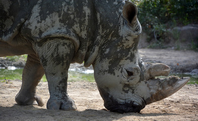 The white rhinoceros or square-lipped rhinoceros is the largest extant species of rhinoceros.  It has a wide mouth used for grazing and is the most social of all rhino species © Daniel Meunier