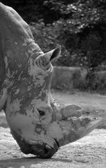 The white rhinoceros or square-lipped rhinoceros is the largest extant species of rhinoceros.  It has a wide mouth used for grazing and is the most social of all rhino species © Daniel Meunier