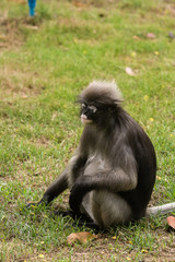 Dusky leaf monkey in Thailand