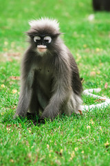 Dusky leaf monkey in Thailand
