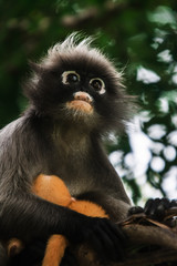 Dusky leaf monkey in Thailand
