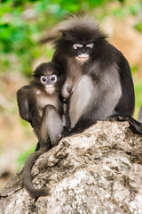 Obraz premium Dusky leaf monkey in Thailand