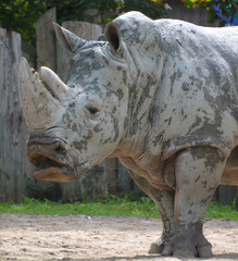 The white rhinoceros or square-lipped rhinoceros is the largest extant species of rhinoceros.  It has a wide mouth used for grazing and is the most social of all rhino species © Daniel Meunier