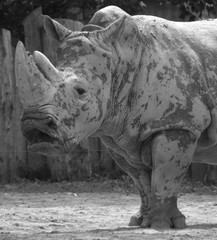 The white rhinoceros or square-lipped rhinoceros is the largest extant species of rhinoceros.  It has a wide mouth used for grazing and is the most social of all rhino species © Daniel Meunier