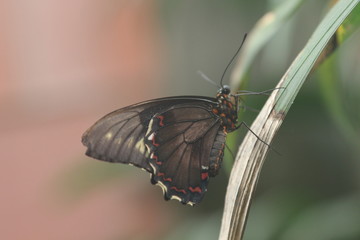 Schmetterling