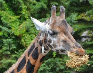 The giraffe close up (Giraffa camelopardalis) is an African even-toed ungulate mammal, the tallest...