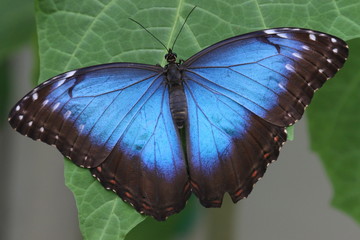 Schmetterling