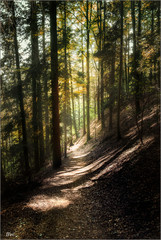 Naklejka premium Bannwald