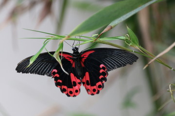 Schmetterling