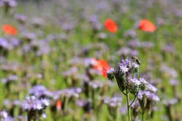 Kwitnąca łąka i pszczoła zbierająca nektar. © Stanisław Błachowicz