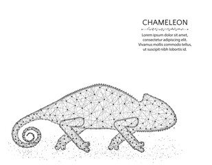 Lizard chameleon low poly design, African animal abstract graphics, reptile polygonal wireframe vector illustration made from points and lines on a white background