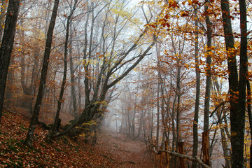 Autumn forest shrouded in mist. Forest trail.