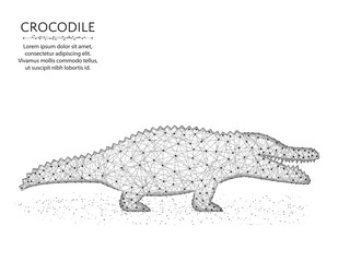 Crocodile low poly design, African animal polygonal wireframe vector illustration made from points and lines on a white background
