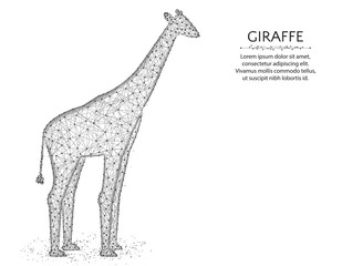 Giraffe low poly design, African animal abstract graphics, mammal polygonal wireframe vector illustration made from points and lines on a white background