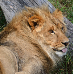 Lion is one of the four big cats in the genus Panthera, and a member of the family Felidae. With...