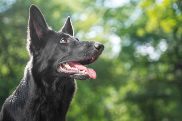 portrait black German shepherd puppy for a walk in the park in the sun