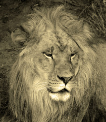 Lion is one of the four big cats in the genus Panthera, and a member of the family Felidae. With...