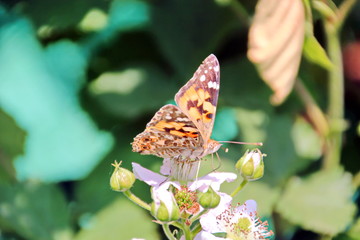 Butterflies Vanessa Cardui on the background of flowers and green leaves.