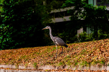 UK, Cambridge - August 2018: Wild Heron on a riverbank in the centre of Cambridge